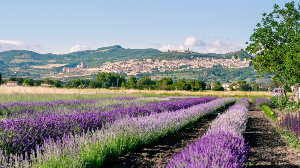 Assisi, Torgiano e Deruta