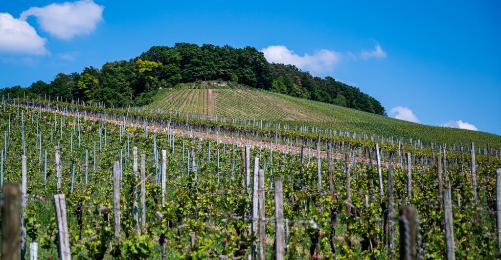 Veneto: la strada del Vino