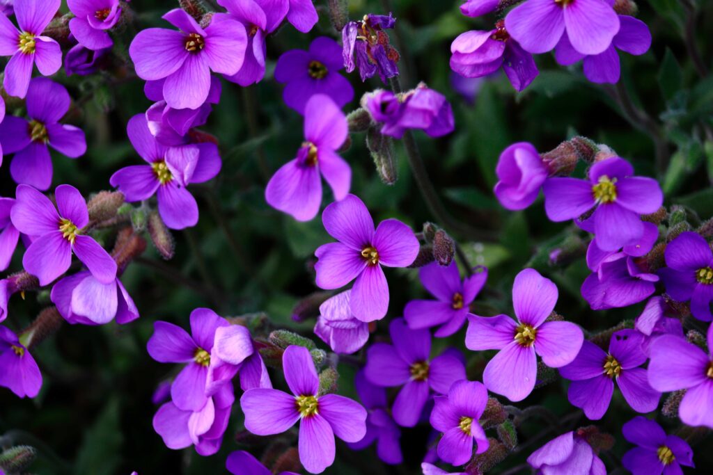 Festa delle Violette: Costa Azzurra